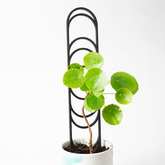 Moon Phase Trellis (Black) - Urban Sprouts