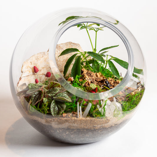 10" Glass Dome Terrarium