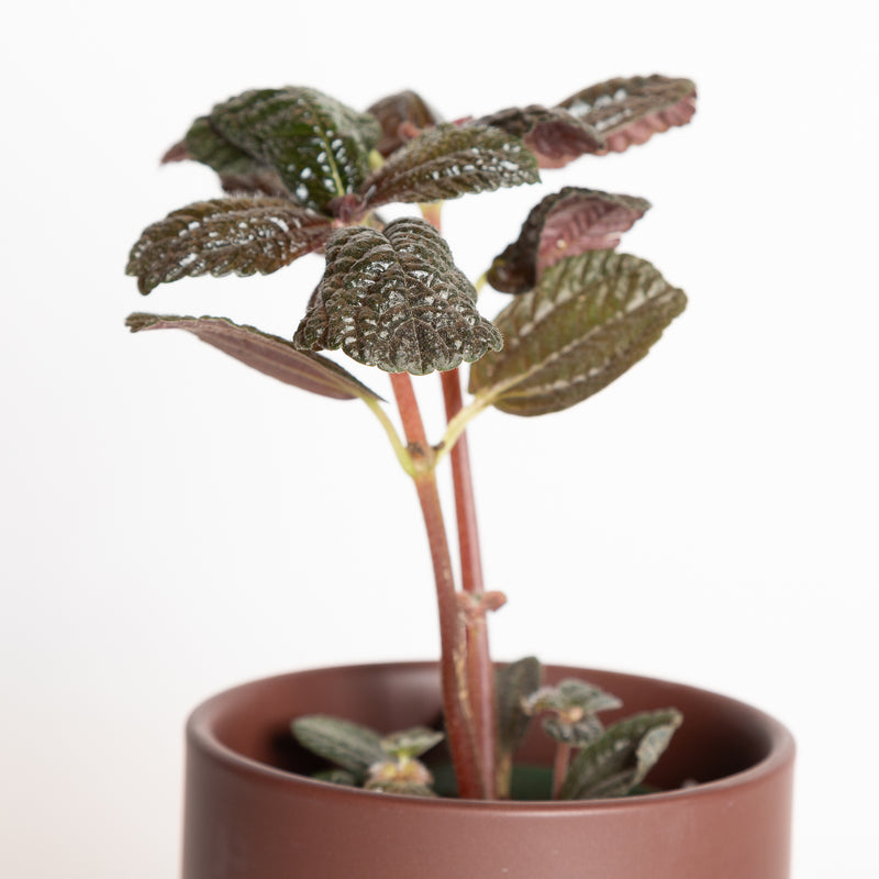 Pilea 'Chocolate Leaf' 4"