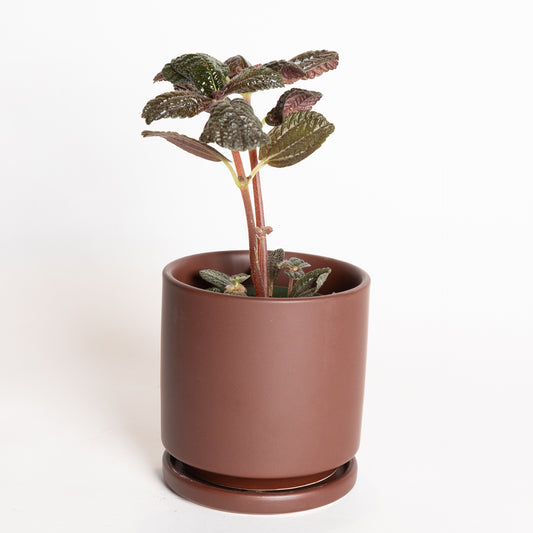 Pilea 'Chocolate Leaf' 4"