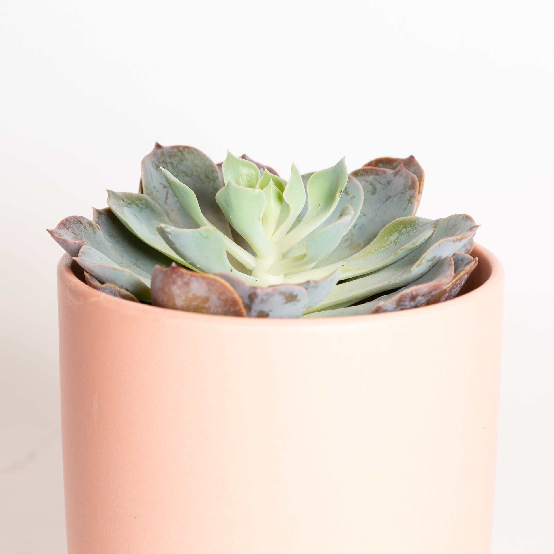 Succulent 'Echeveria - 'Blue Heron' 4" - Urban Sprouts
