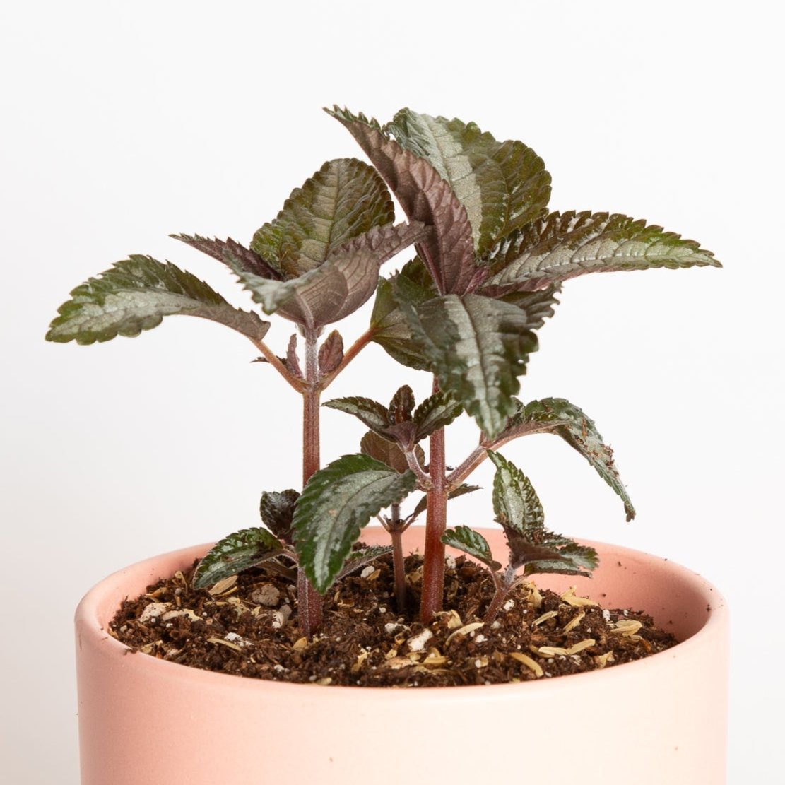 Pilea 'Silver Tree' 4" - Urban Sprouts