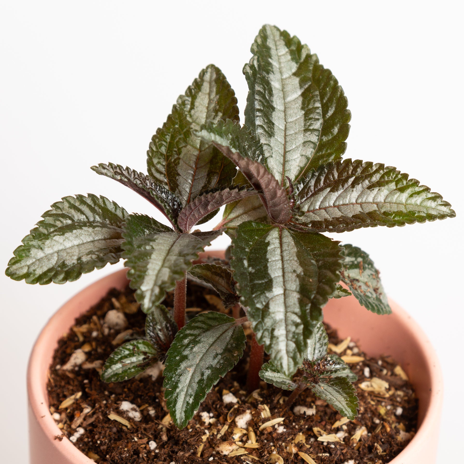 Pilea 'Silver Tree' 4" - Urban Sprouts
