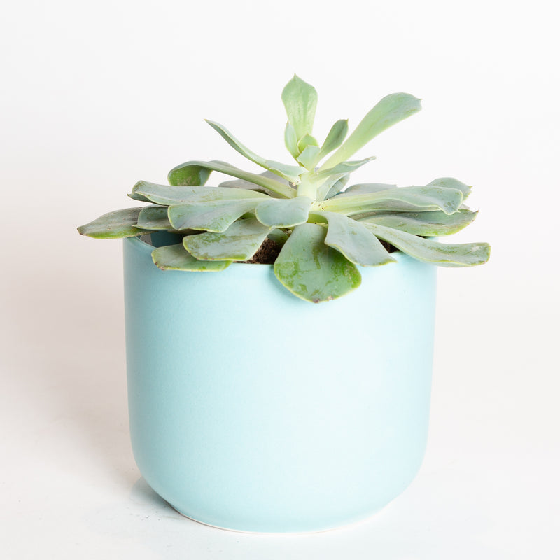 Succulent 'Echeveria - Green Pearl' 4"