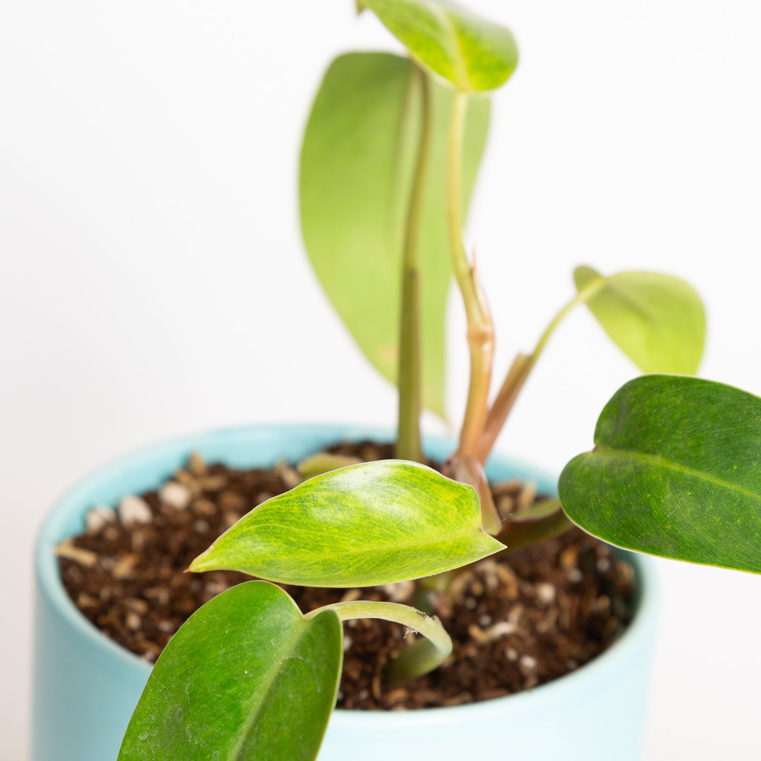 Philodendron 'Painted Lady' 6"