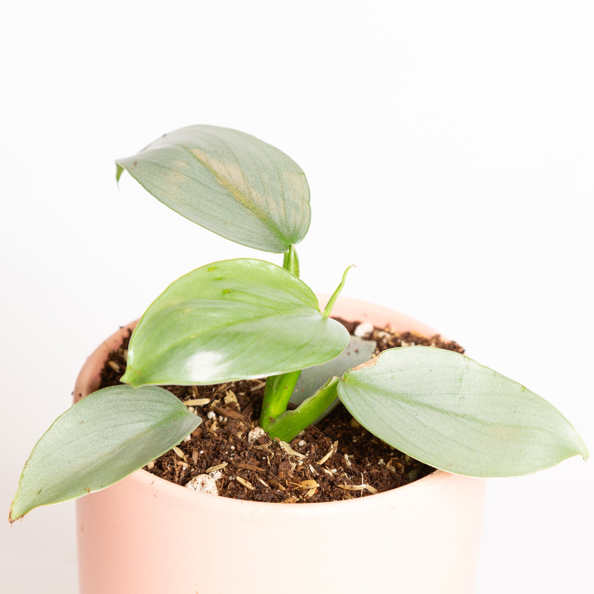 Philodendron 'Silver Sword' 4" - Urban Sprouts