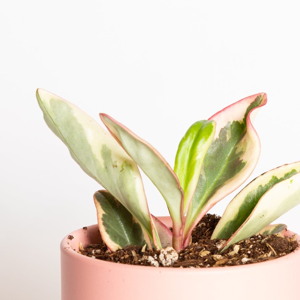 Peperomia 'Jelly' 4" - Urban Sprouts