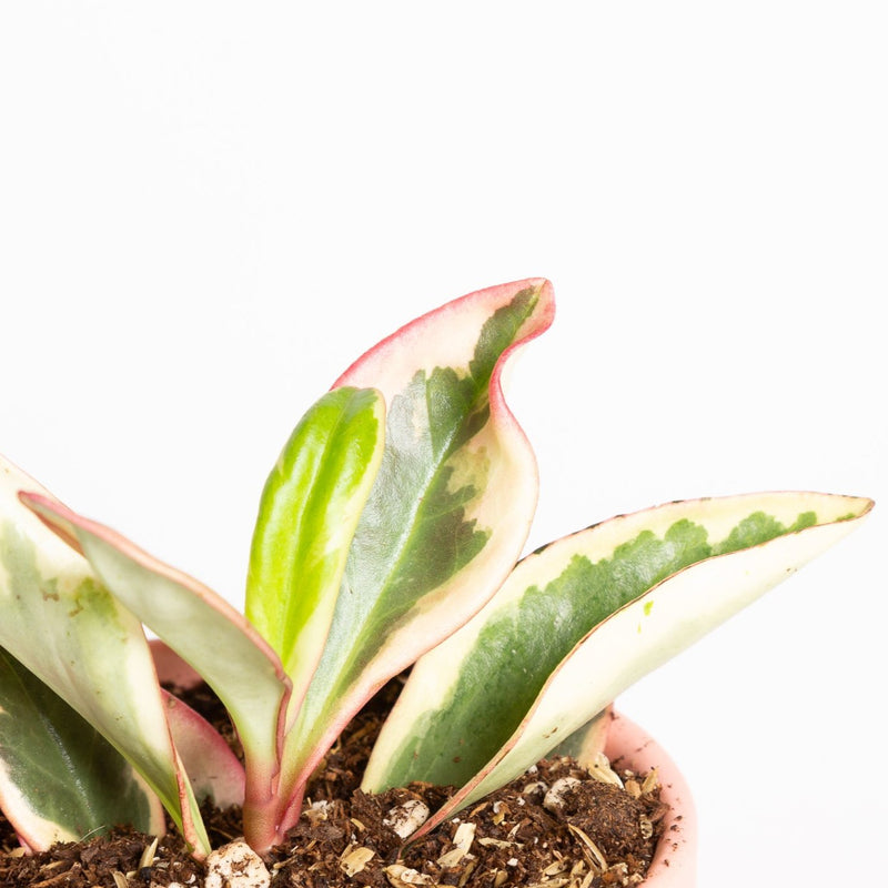 Peperomia 'Jelly' 4"