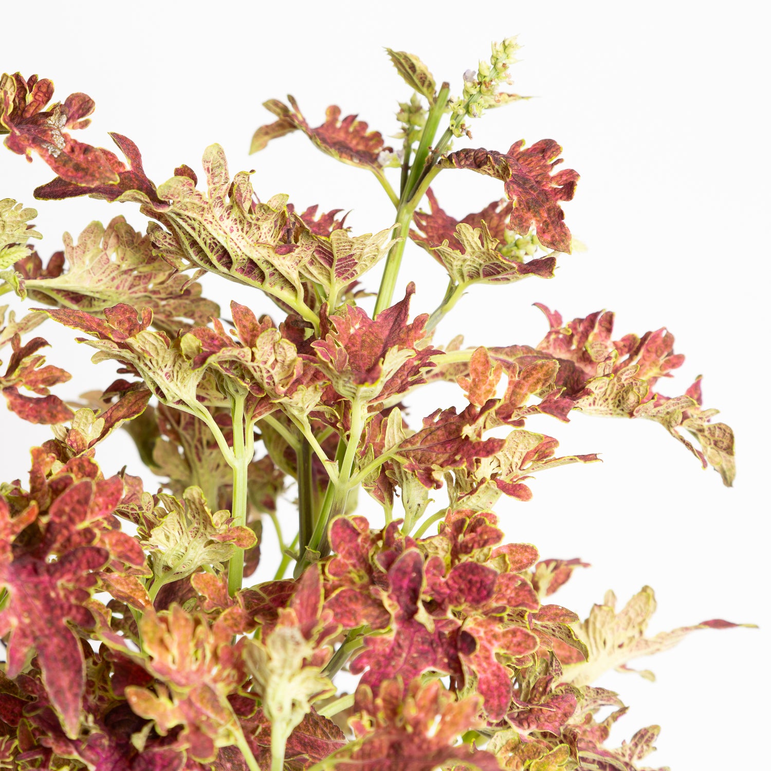 Coleus 'Jupiter' 6"