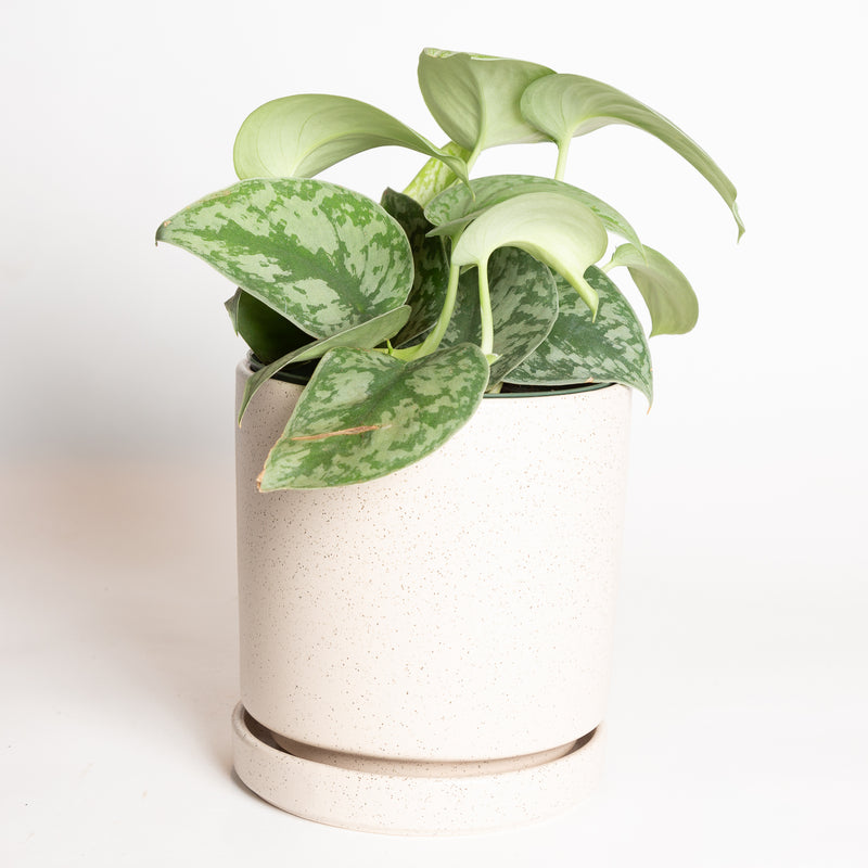 Pothos 'Silver - Exotica' 6"