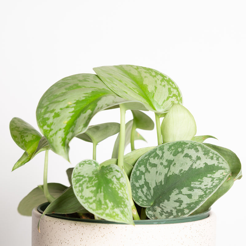 Pothos 'Silver - Exotica' 6"