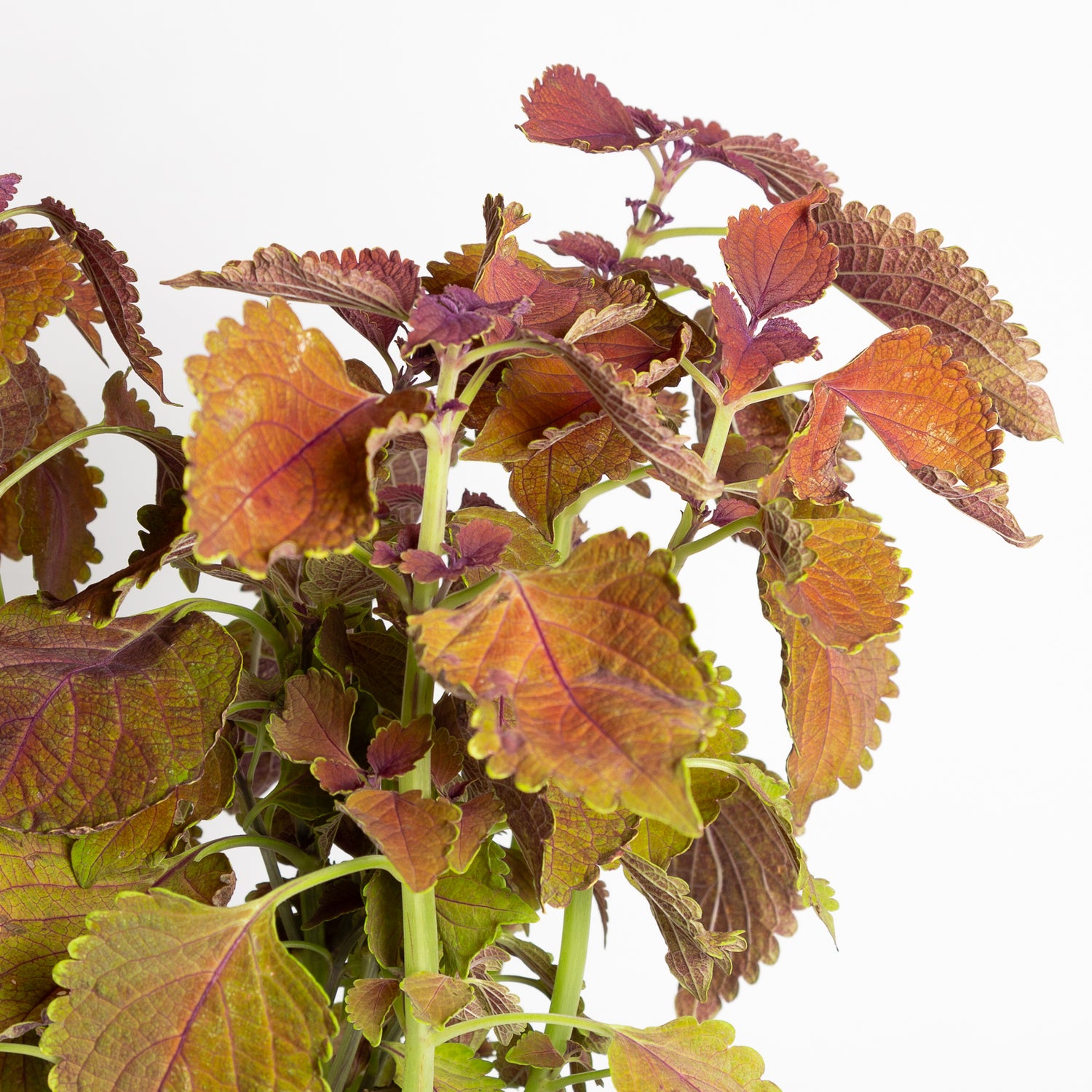 Coleus 'Main Street Wall Street' 6"