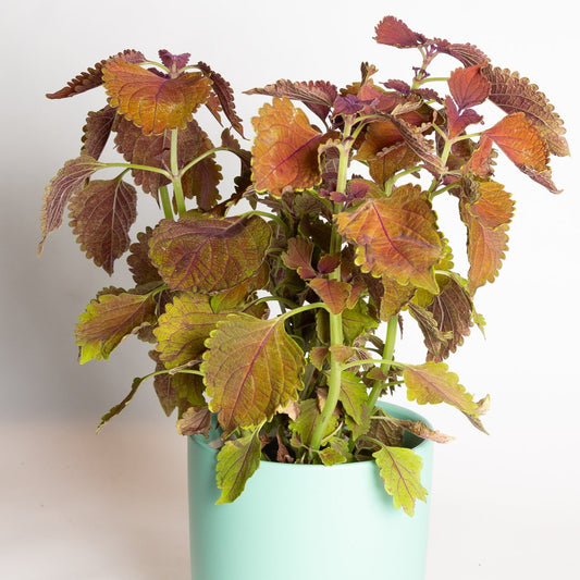 Coleus 'Main Street Wall Street' 6"