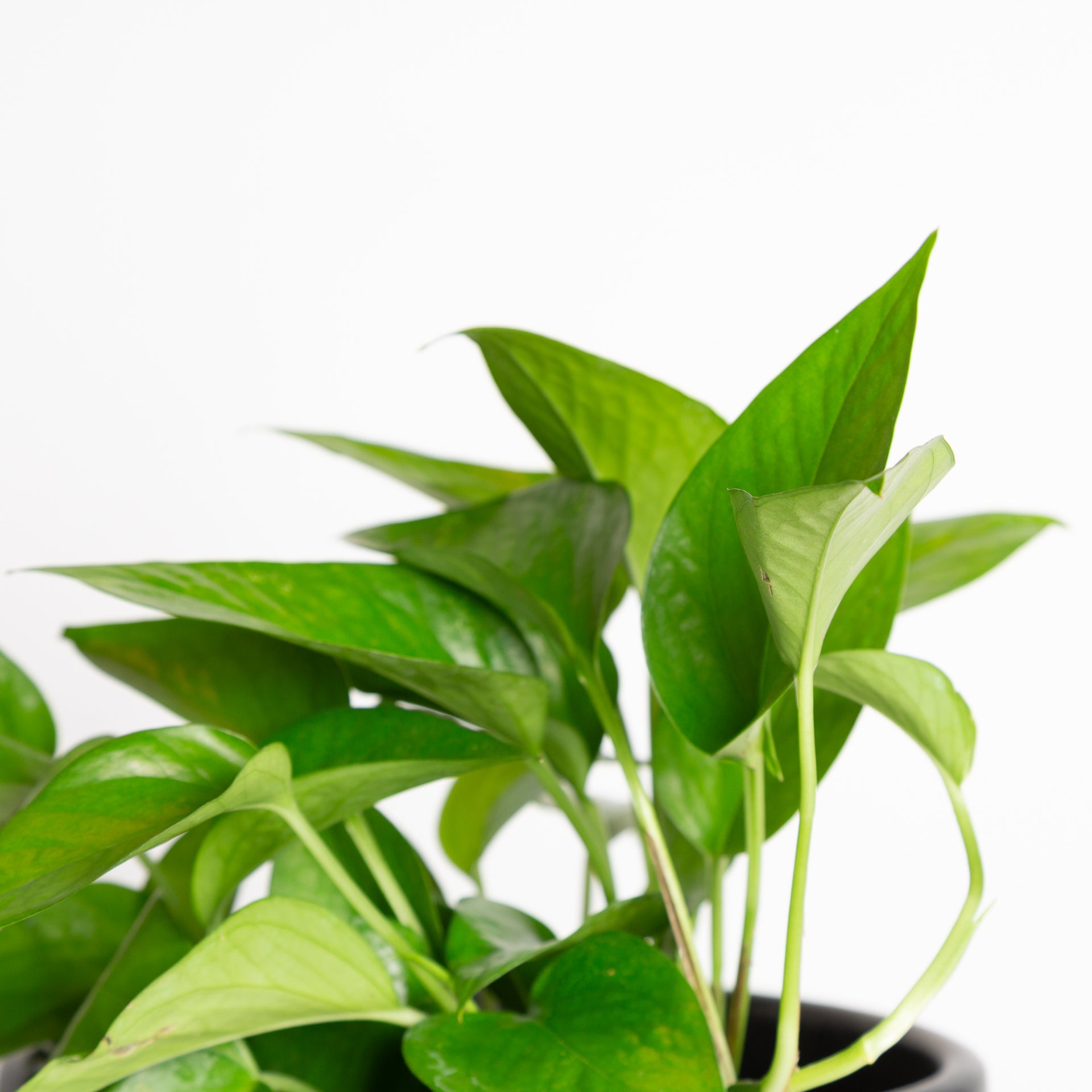 Pothos 'Green Queen' 6" - Urban Sprouts