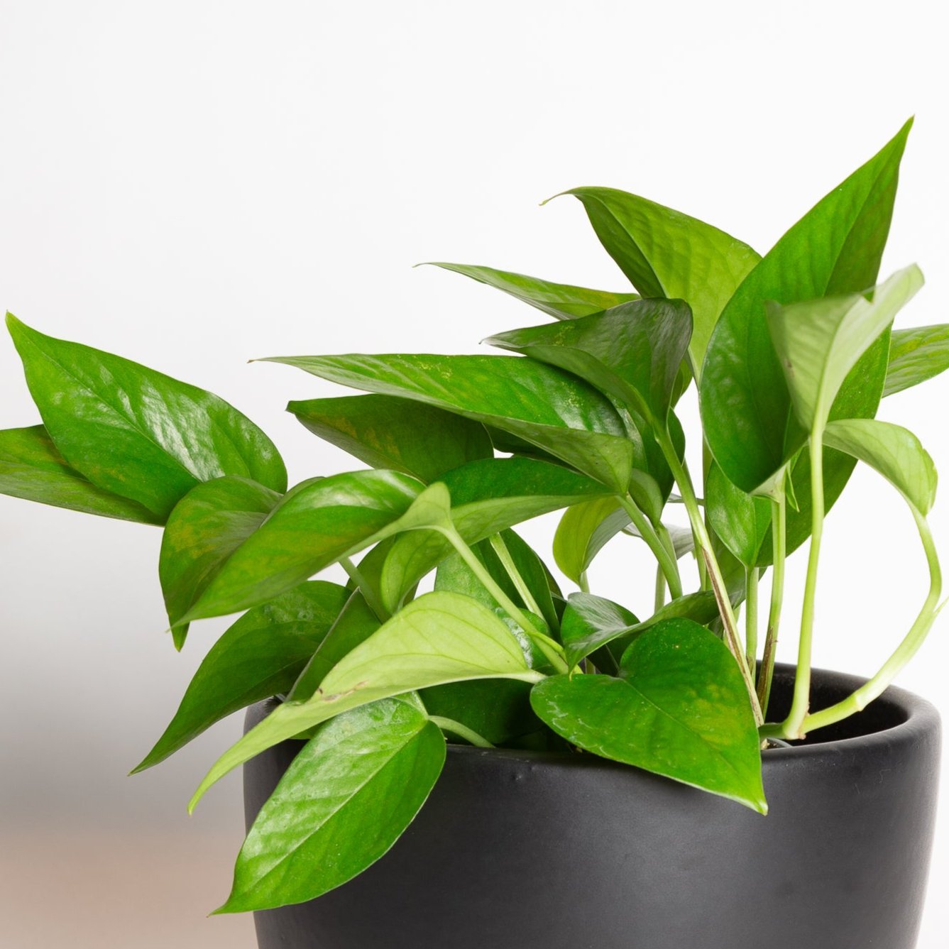 Pothos 'Green Queen' 6" - Urban Sprouts