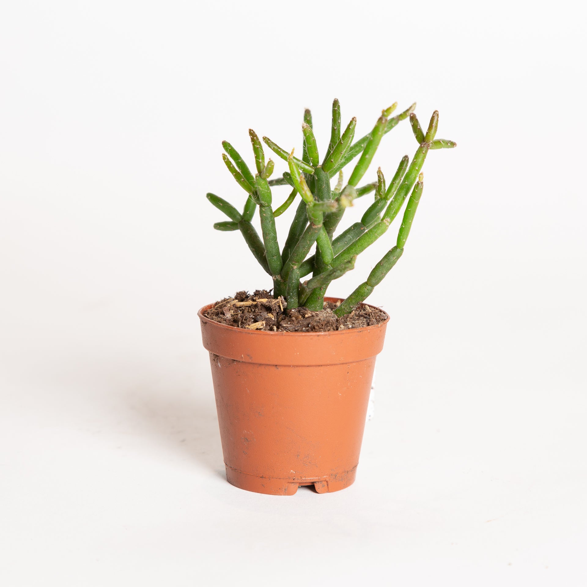 Rhipsalis asst 2" - Urban Sprouts