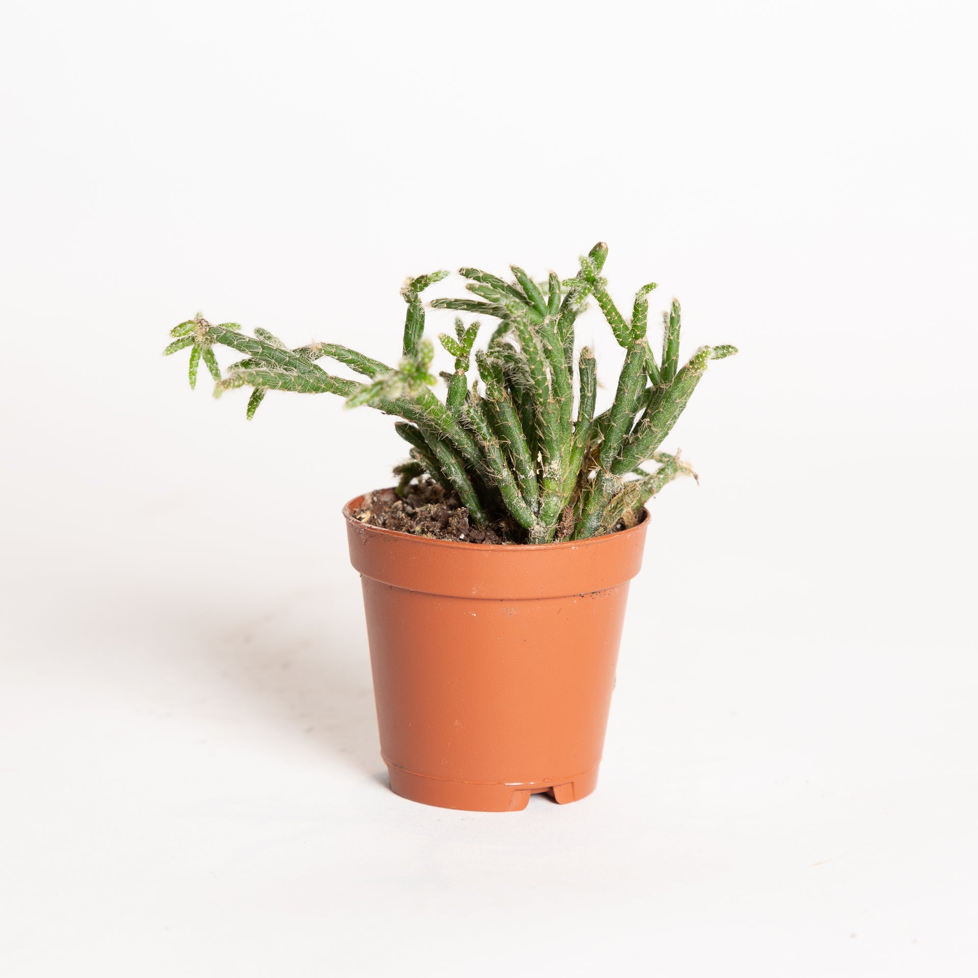 Rhipsalis asst 2" - Urban Sprouts