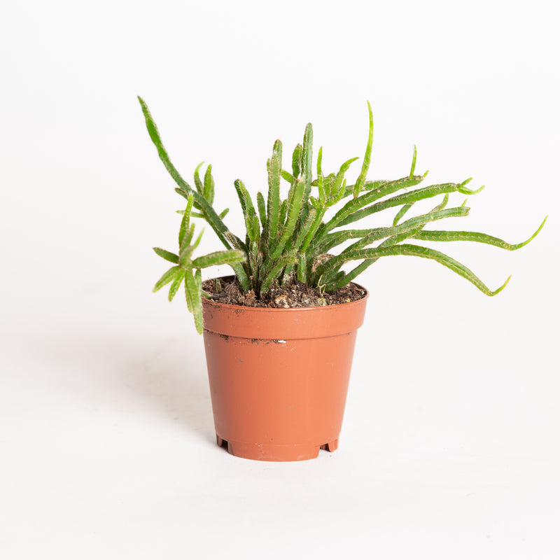 Rhipsalis asst 2"