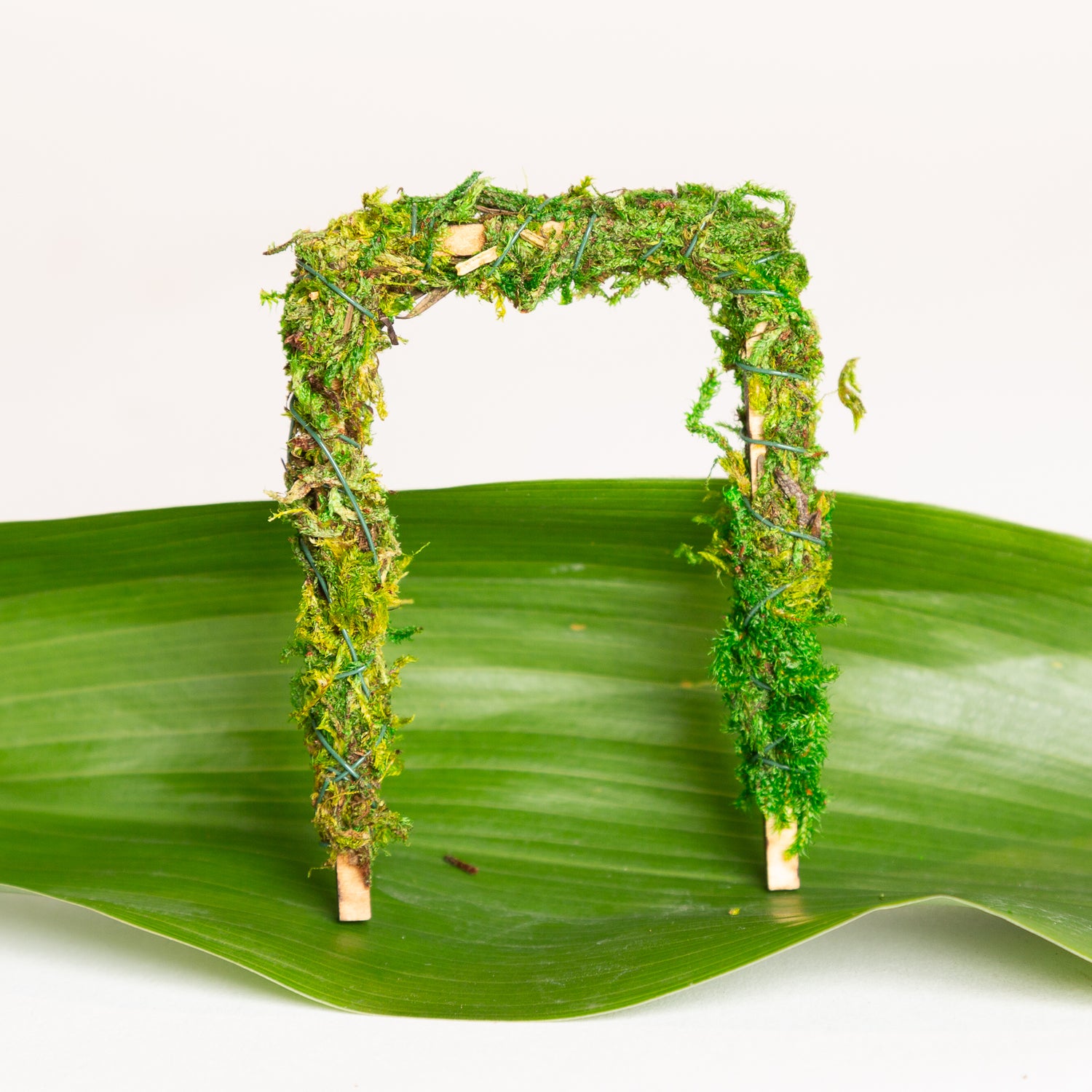 Moss Arch Square - Urban Sprouts
