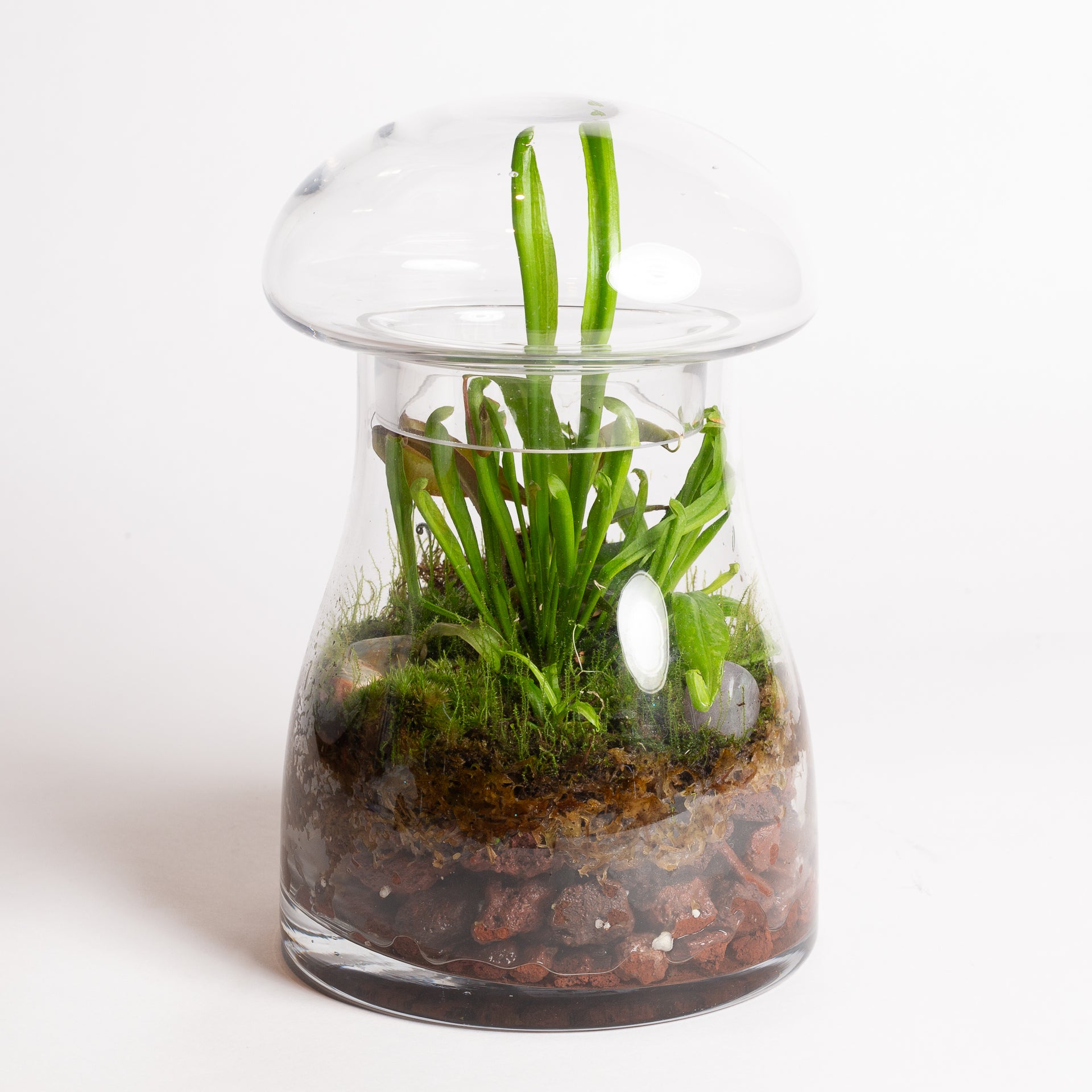 3/13 @ 6:00 Carnivorous Terrarium Workshop - Urban Sprouts