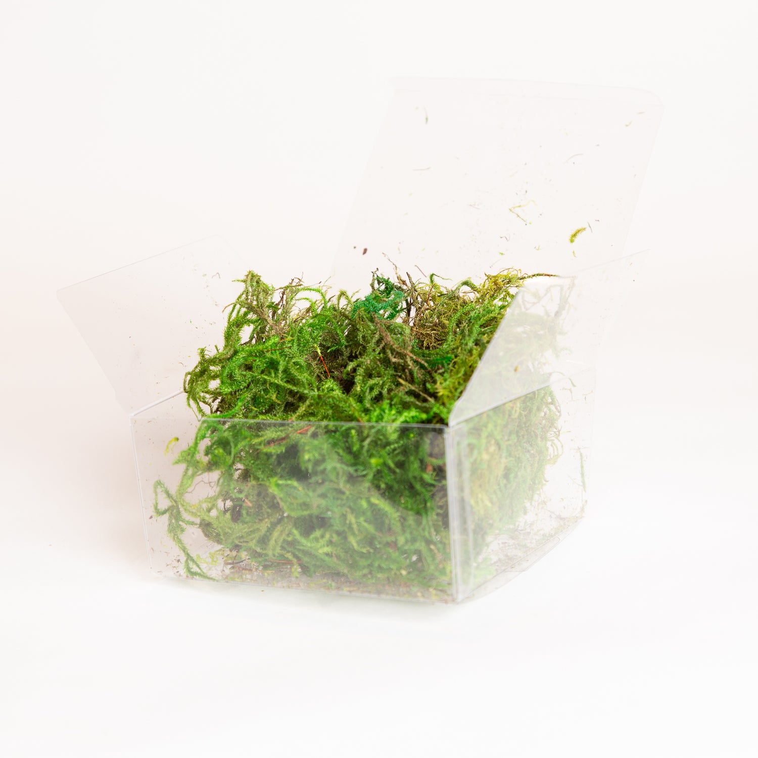 Preserved Moss Cube Large - Urban Sprouts