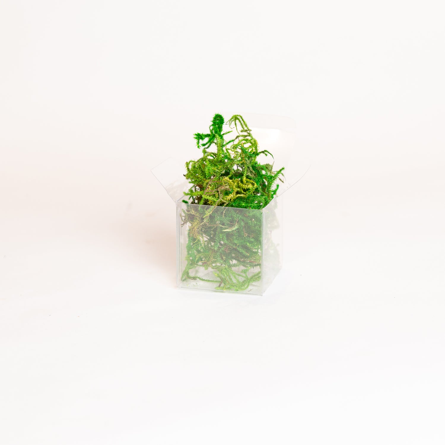 Preserved Moss Cube - Urban Sprouts