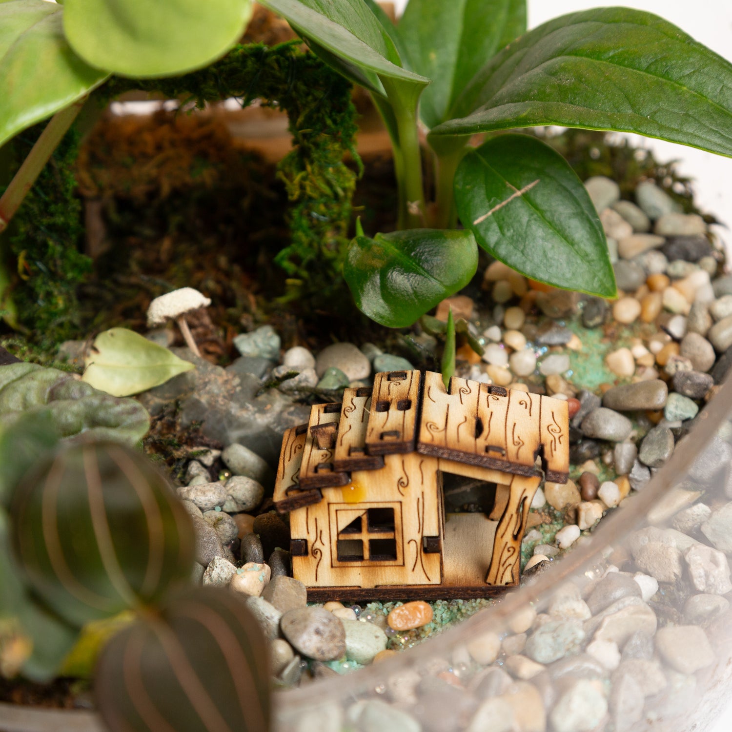 Terrarium Village House 4 - Urban Sprouts