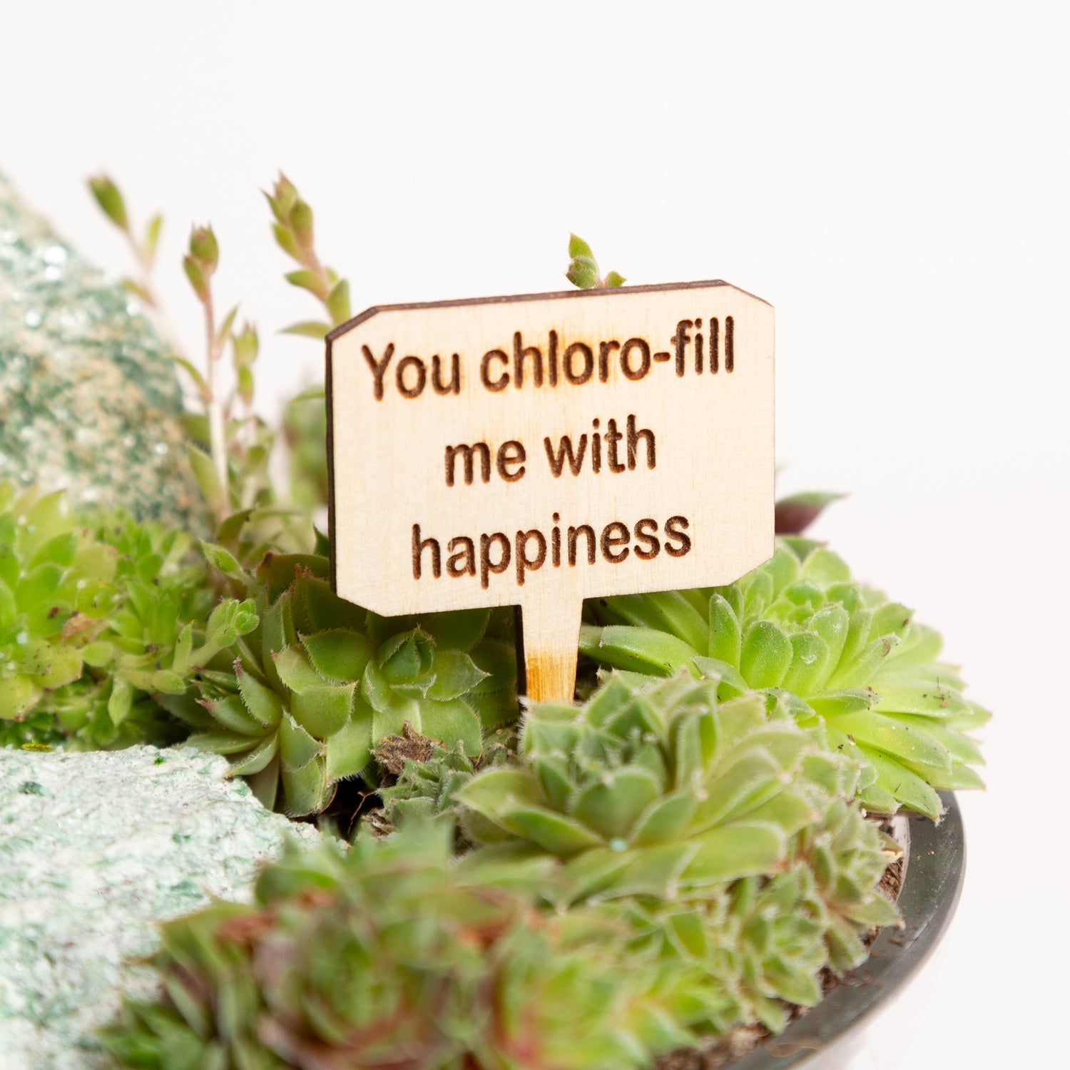 Mini Sign - You chloro-fill me with happiness