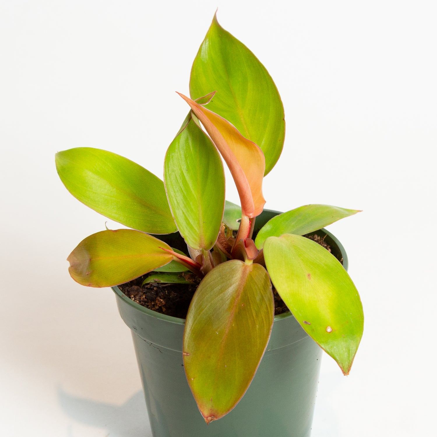 Philodendron 'Cherry Red' 4"