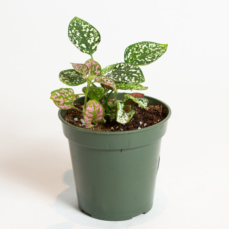 Hypoestes Polka Dot Plant Tri-Color 4"