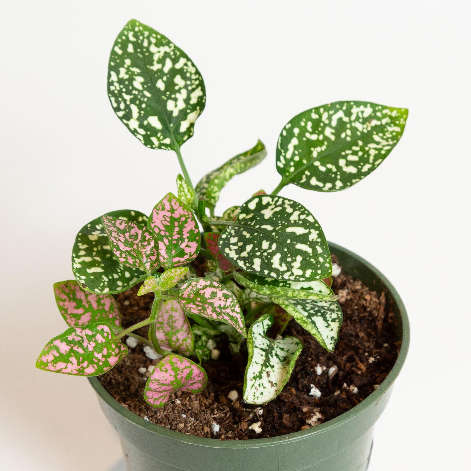 Hypoestes Polka Dot Plant Tri-Color 4"