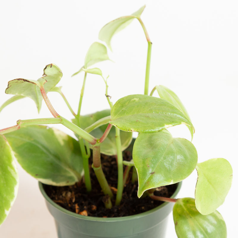 Peperomia 'Scandens - Variegated' 4"