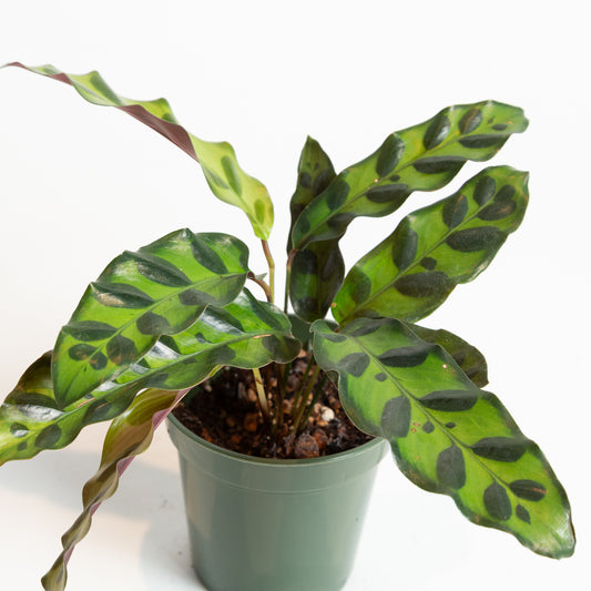 Calathea 'Rattlesnake' 4"