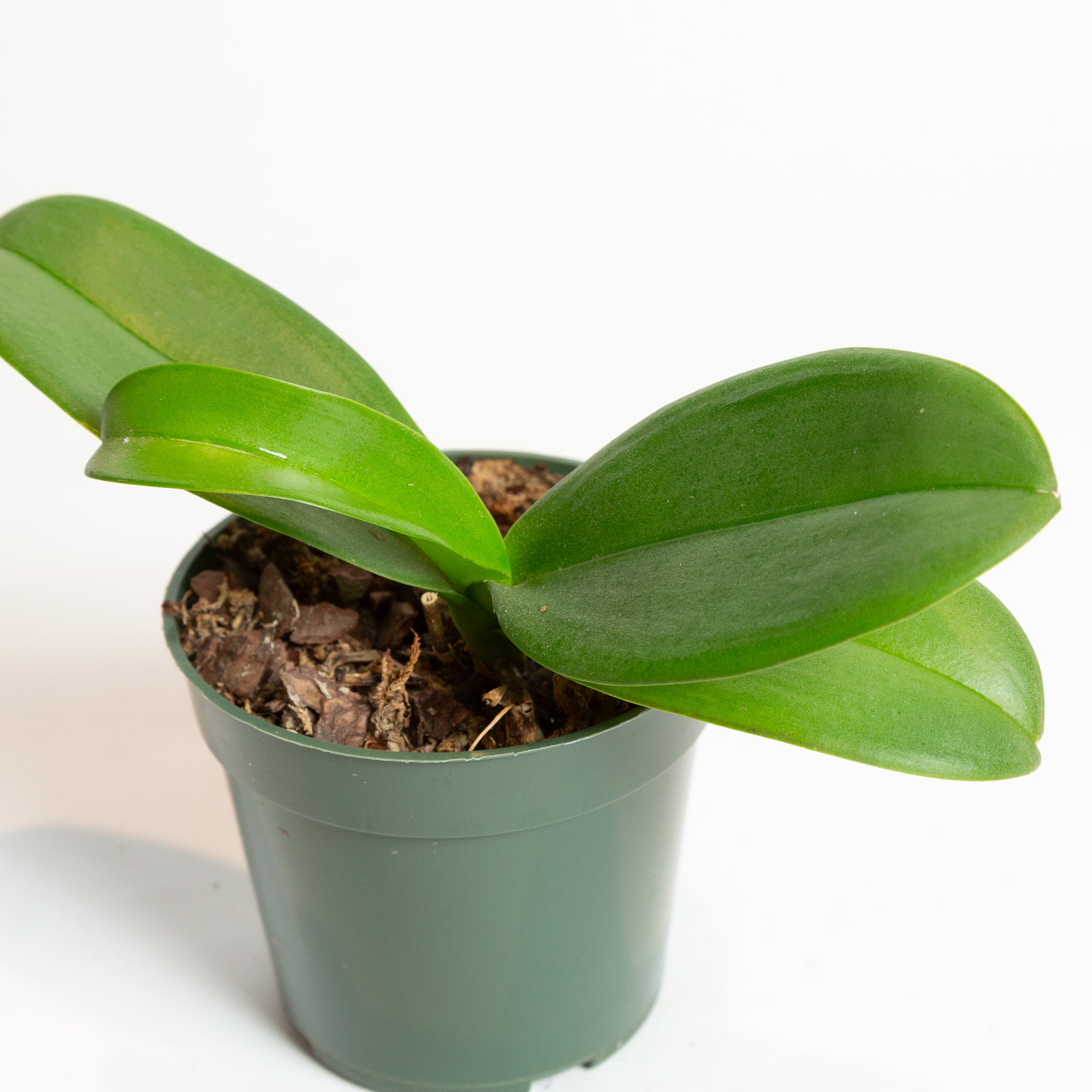 Orchid 'Moth - Phalaenopsis' 4" - Urban Sprouts