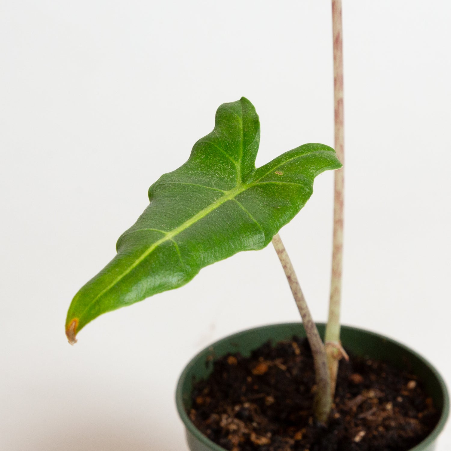 Elephant Ear 'Sarian' 4"