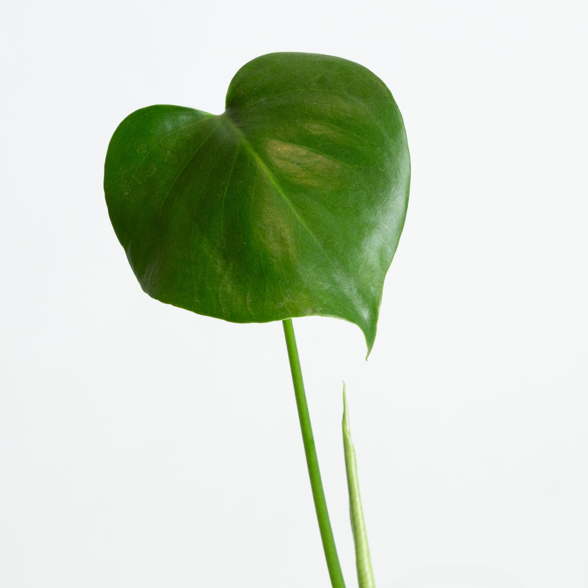 Monstera 'Deliciosa' 4" - Urban Sprouts