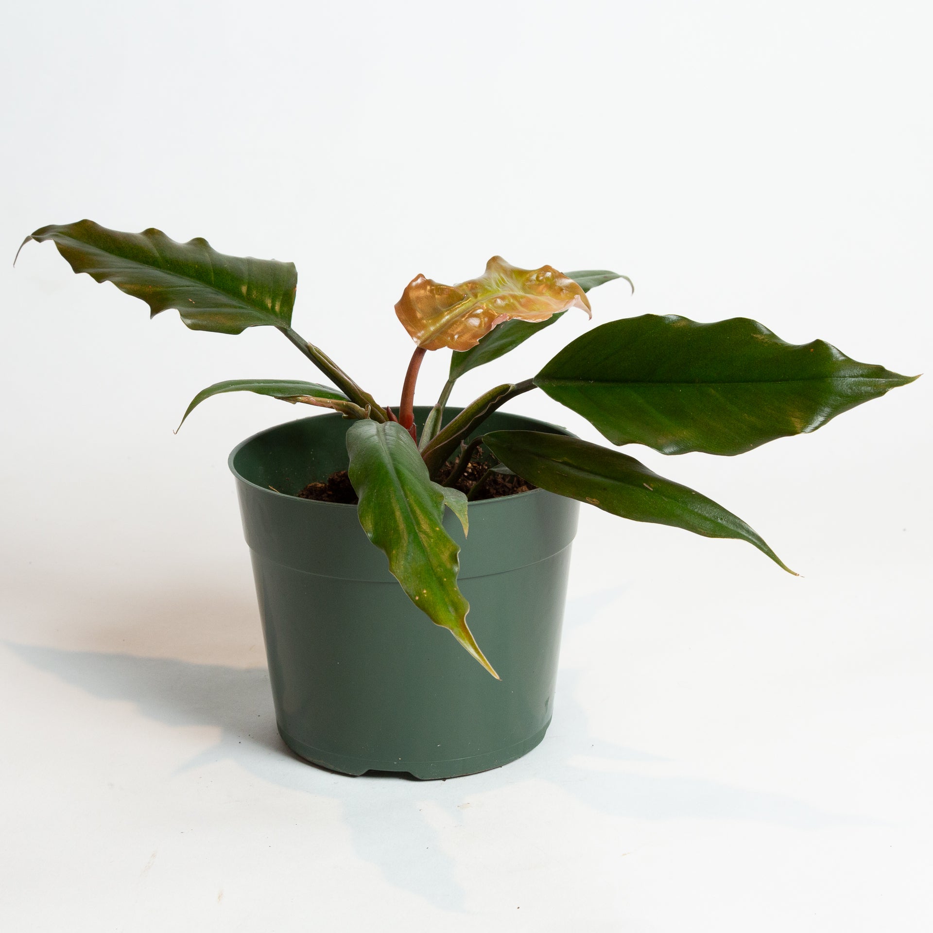 Philodendron "Choco Empress' 6" - Urban Sprouts