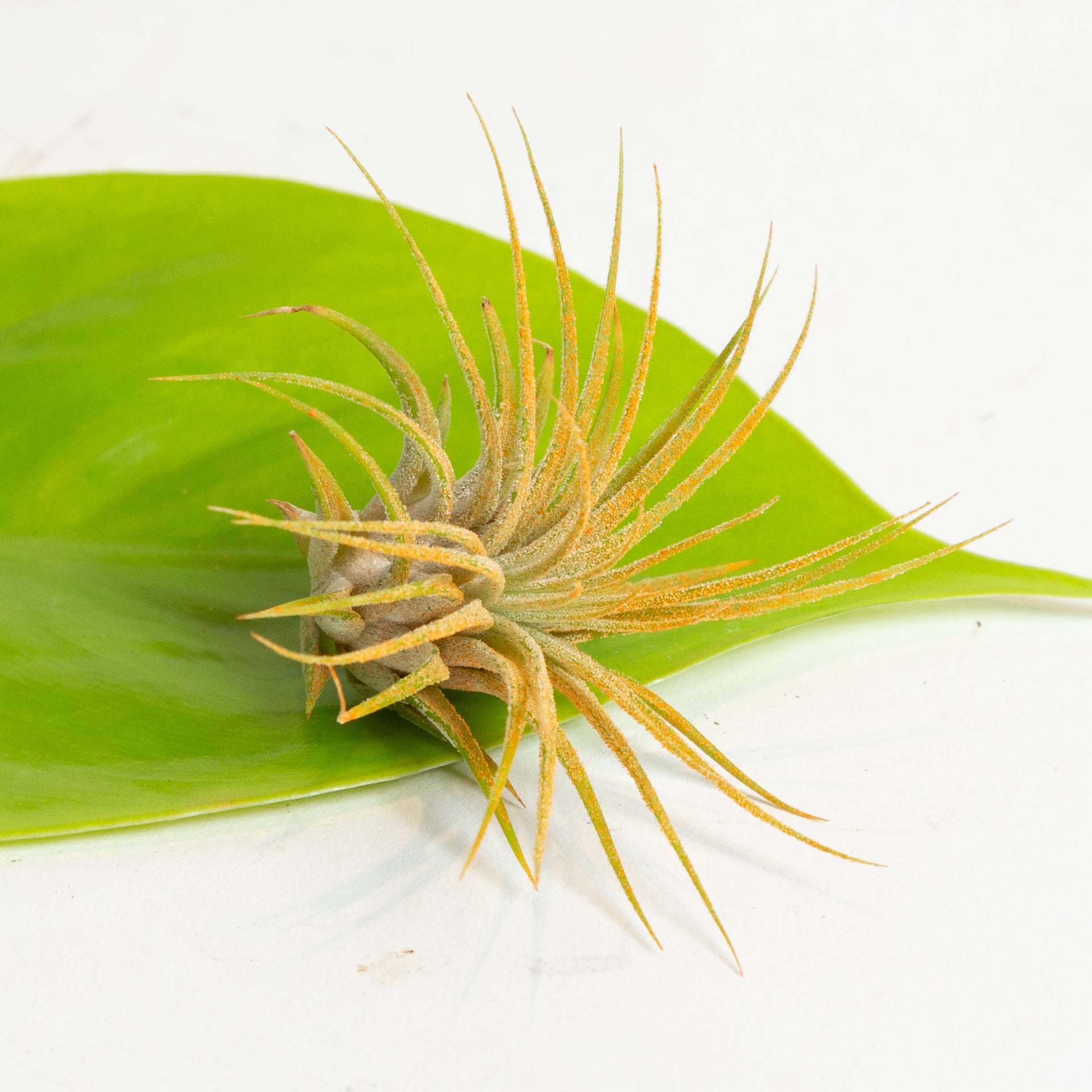 Air Plant 'Ionantha - Orange' 3-4" - Urban Sprouts