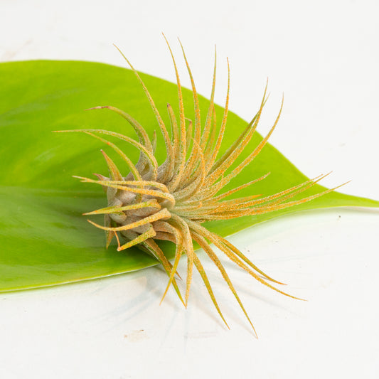 Air Plant 'Ionantha - Orange' 3-4"