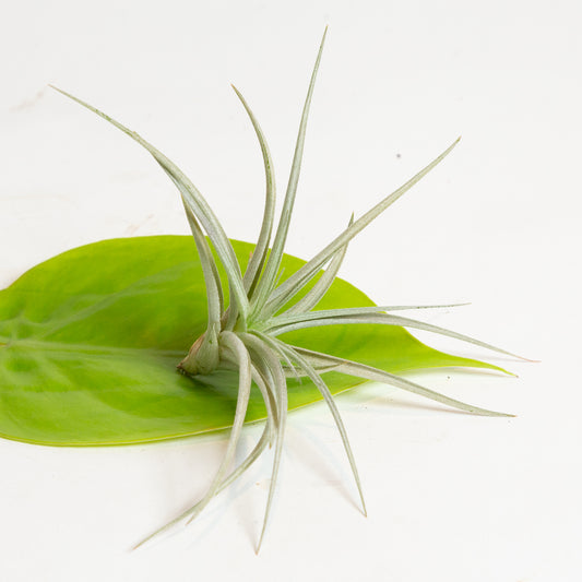 Air Plant 'Plagiotropia' 2-3"