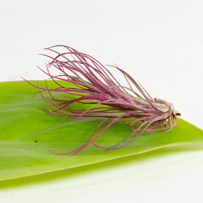 Air Plant 'Funckiana - Magenta' 3-4"