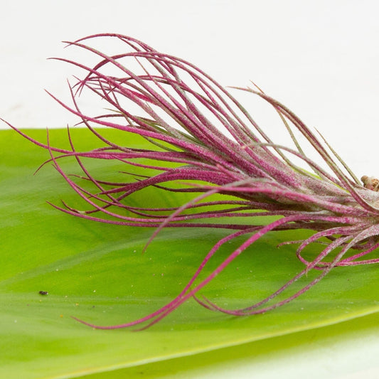 Air Plant 'Funckiana - Magenta' 3-4"