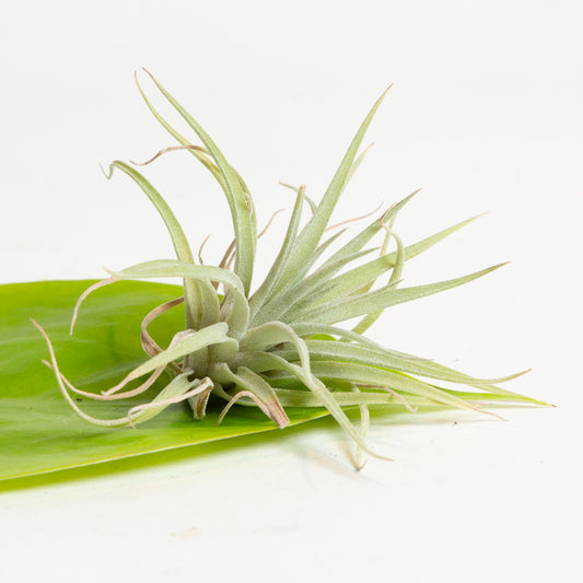 Air Plant 'Straminea - Thin Leaf' 4-5"