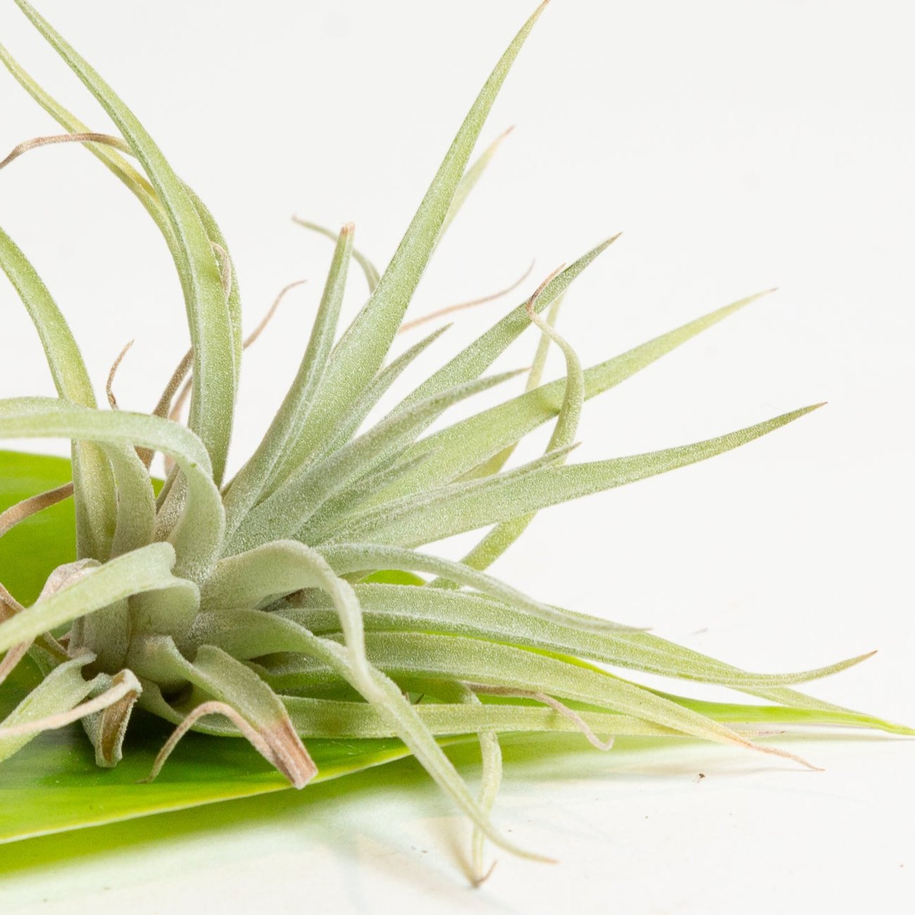 Air Plant 'Straminea - Thin Leaf' 4-5" - Urban Sprouts