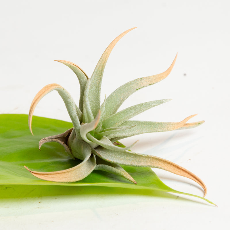 Air Plant 'Harrisii - Terra Cotta' 4-5"