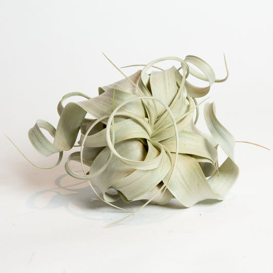 Air Plant 'Xerographica' 4"