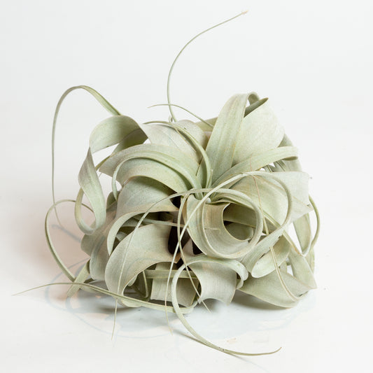 Air Plant 'Xerographica' 6"