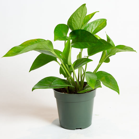 Pothos 'Green Queen' 4"