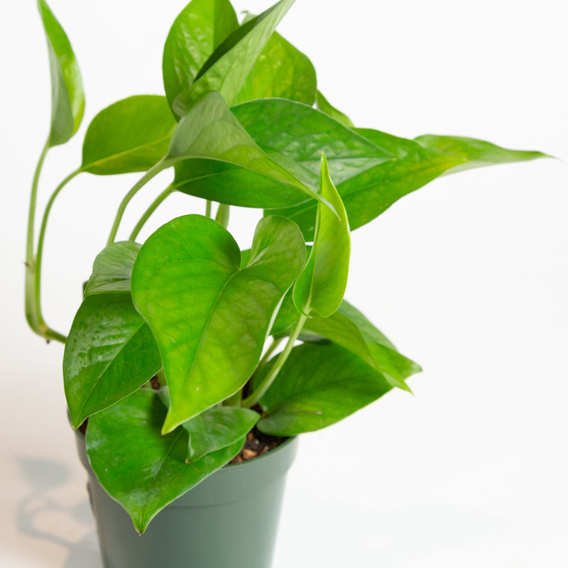 Pothos 'Green Queen' 4"