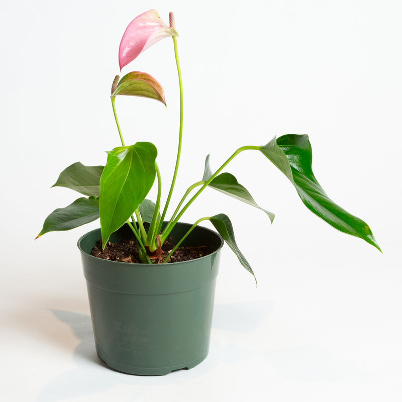 Flamingo Flower 'Oaxaca - Pink' 6"